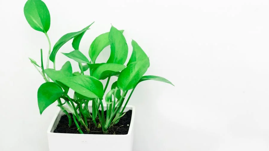 Plantas de interior para purificar el aire